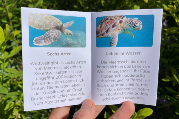 wunderwissen_meereschildkroeten_neu