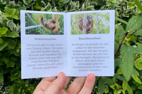 wunderwissen_orangutans