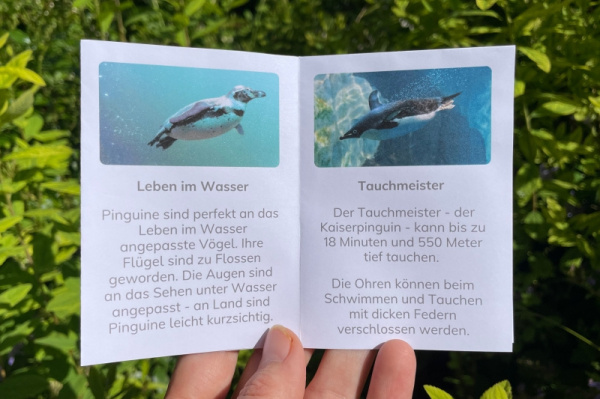 wunderwissen_pinguin-neu