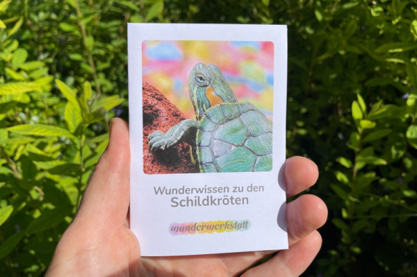 wunderwissen_schildkroete