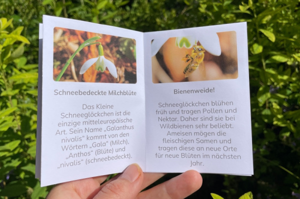 wunderwissen_schneegloeckchen-neu