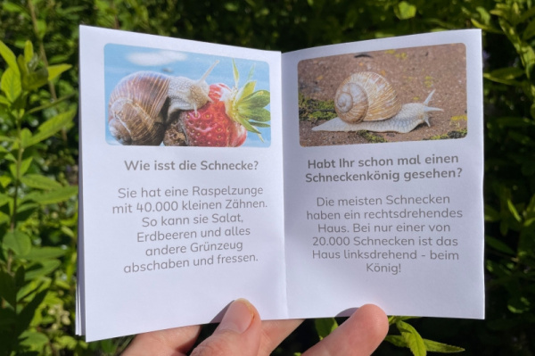 wunderwissen_weinbergschnecke-neu