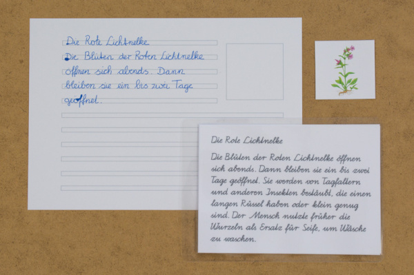 abschreibkartei_wiesenblumen_2