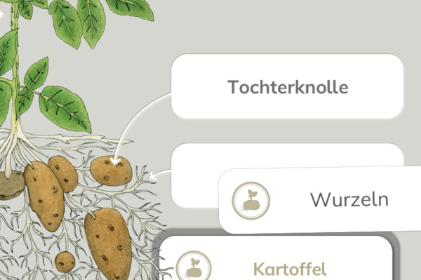anatomie_kartoffel_print_1