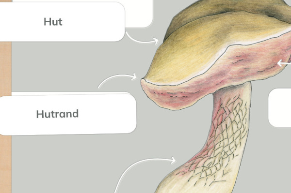 anatomie_pilze_1