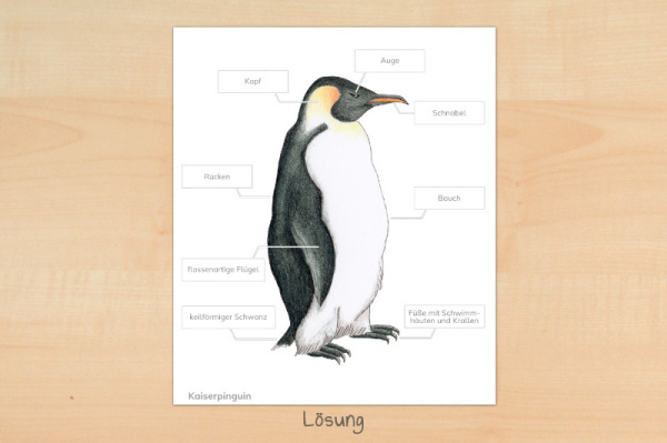 anatomie_pinguin_download_2