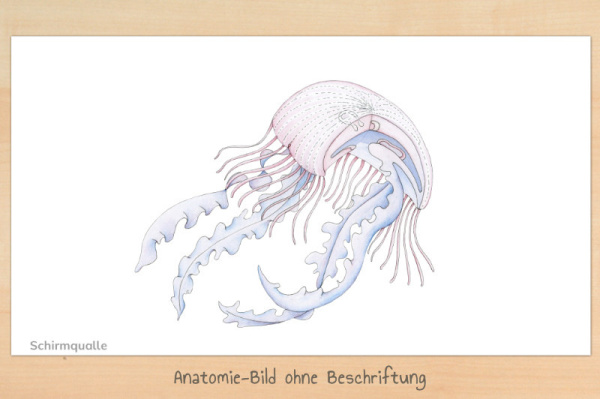 anatomie_qualle3