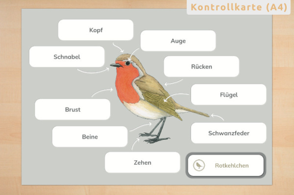 anatomie_vogel4