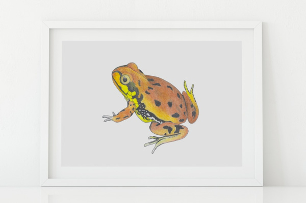 banjofrosch2