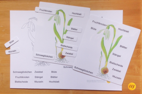 Download-Paket: Frühblüher