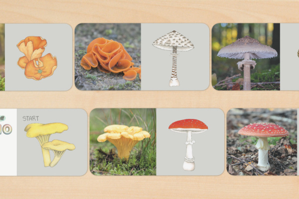 domino_pilze_druck_3