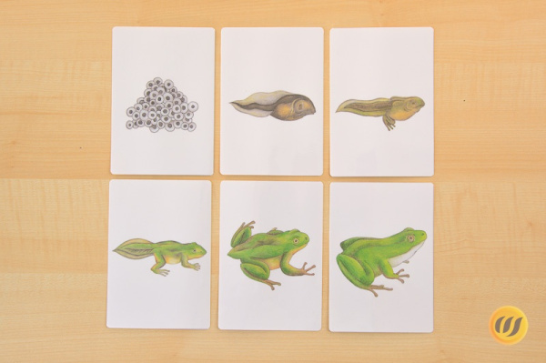 froschzyklus_nur_bilder