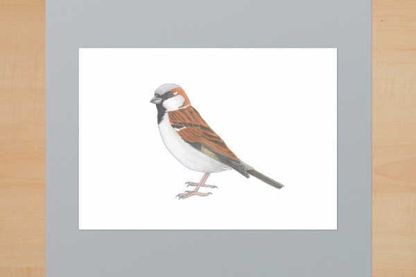 hausspatz