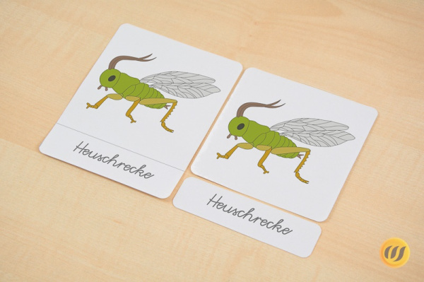 heuschrecke_d_s
