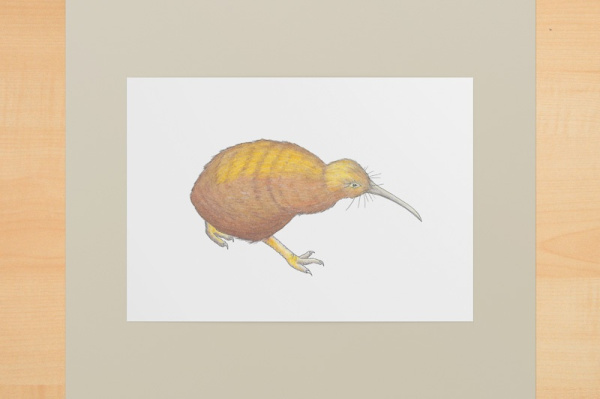 kiwi1