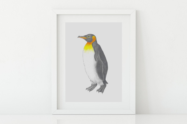koenigspinguin2