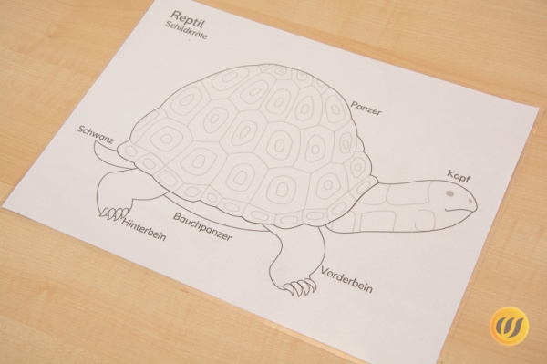 kontrollkarteschildkroete
