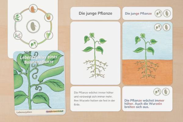(Deutsch - Profidruck beschichtet)