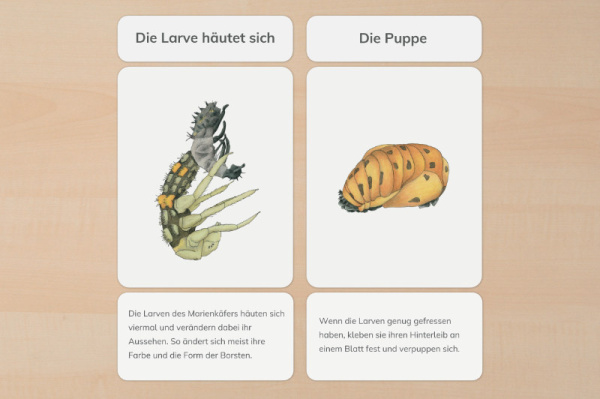 lebenszyklus_marienkaefer_druck_2