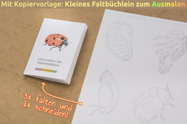 lebenszyklus_marienkaefer_heft_1418396247
