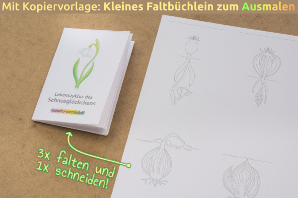 lebenszyklus_schneegloeckchen_heft_991622109