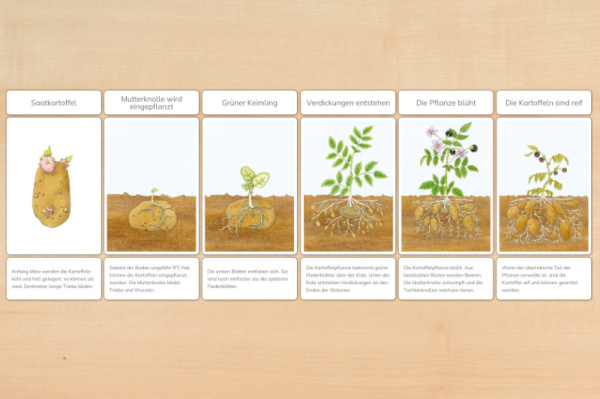 Download-Paket: Kartoffel
