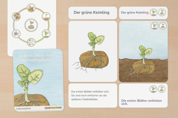 (Deutsch - Profidruck beschichtet)