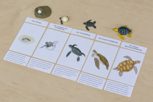 legematerial_schildkroete