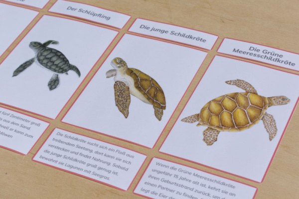 legematerial_schildkroete_rot3