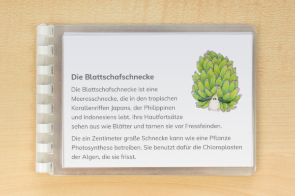leseheft_korallenriff_download_2