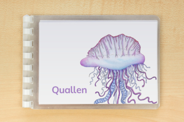 Download-Paket: Quallen