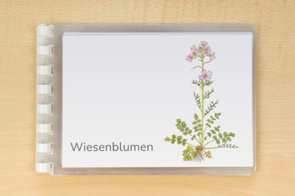 Download-Paket: Wiesenblumen