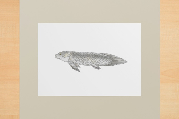 lungenfisch1
