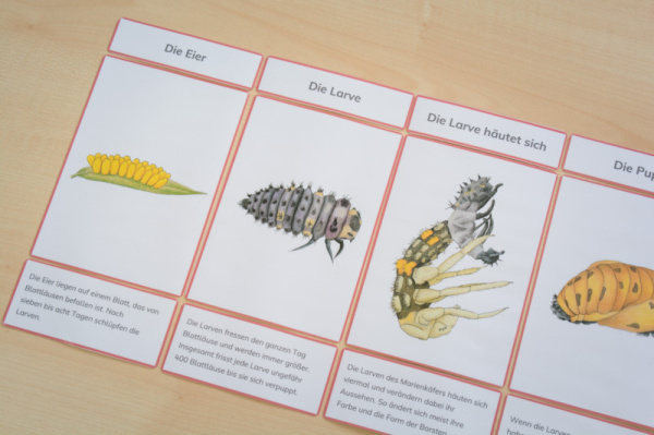 (Deutsch - roter Rahmen - Download)
