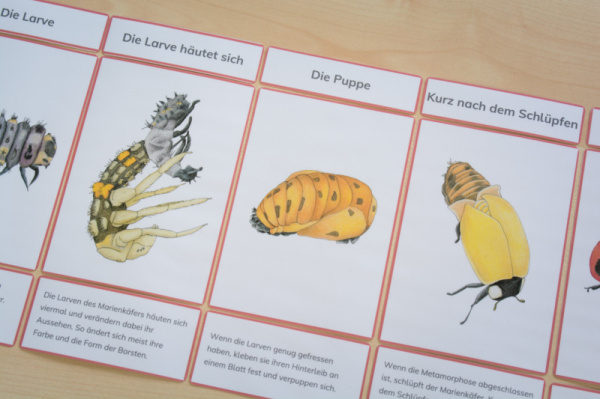 (Deutsch - roter Rahmen - Download)