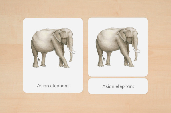 nomen_asien_tiere_englisch_2