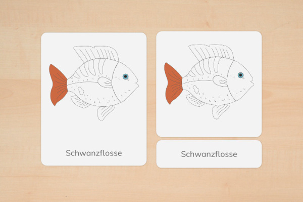 nomen_fisch_down_3