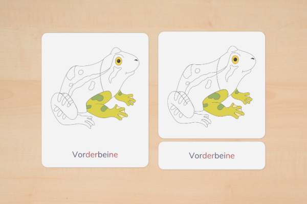 nomen_frosch_silben_3