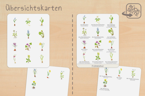 nomen_fruehblueher_druckb