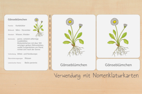 nomen_fruehblueher_y