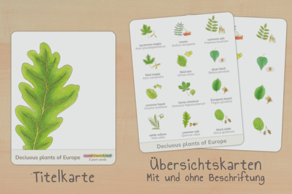 nomen_laub_englisch_titel_2