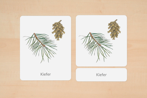 Download-Paket: Nadelgehölze