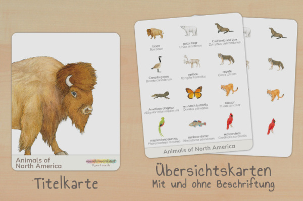 nomen_nordamerika_englisch_titel_2