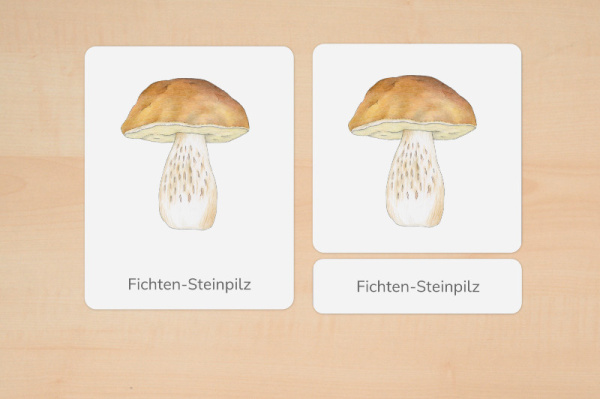 nomen_pilze_download_2