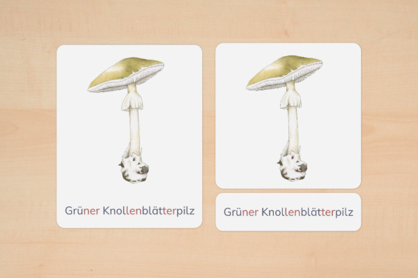 nomen_pilze_silben_3
