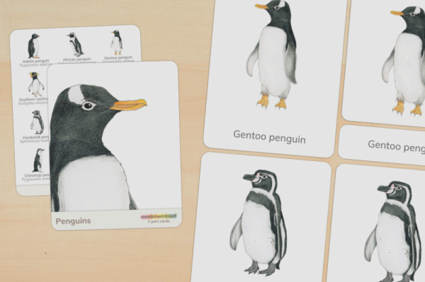 nomen_pinguine_englisch_titel_1