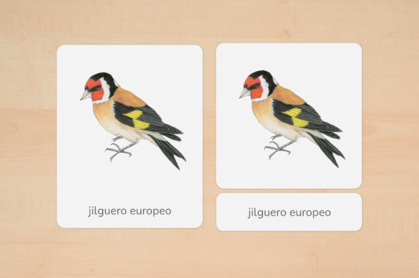 nomen_voegel_europa_spanisch_2