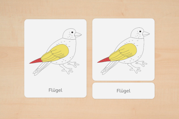 nomen_vogel_down_3