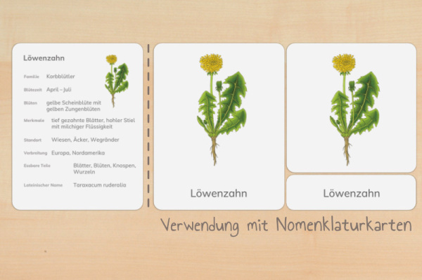 nomen_wild_druck_h