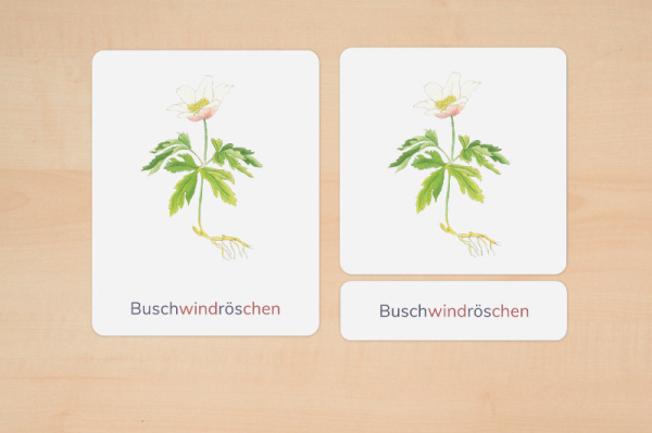 nomenklatur_fruebblueher_silben_2